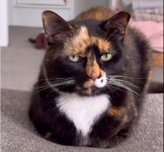 Illustration de l'article : Cette chatte particulièrement bavarde et abandonnée 2 fois trouve enfin une humaine qui l’écoute et l'aime (vidéo)