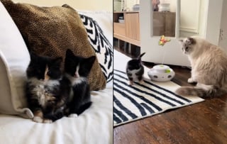 Illustration de l'article : L'attitude poignante d'une chatte suppliant ses propriétaires de ne pas laisser partir les chatons qu'ils ont accueillis (vidéo)
