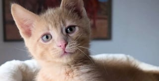 Illustration de l'article : Malgré des débuts de vie difficiles et un problème important d’équilibre, ce chat surmonte les difficultés avec courage et ténacité (vidéo)