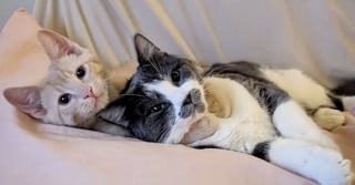 Illustration de l'article : Malgré des débuts de vie difficiles et un problème important d’équilibre, ce chat surmonte les difficultés avec courage et ténacité (vidéo)