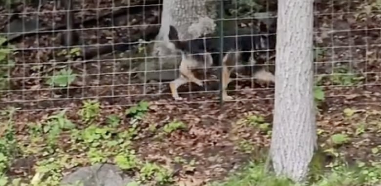 Illustration de l'article : Ce Berger Allemand curieux et charmeur ne résiste pas à l’envie de se lier d’amitié avec les nouvelles chèvres de la ferme (vidéo)