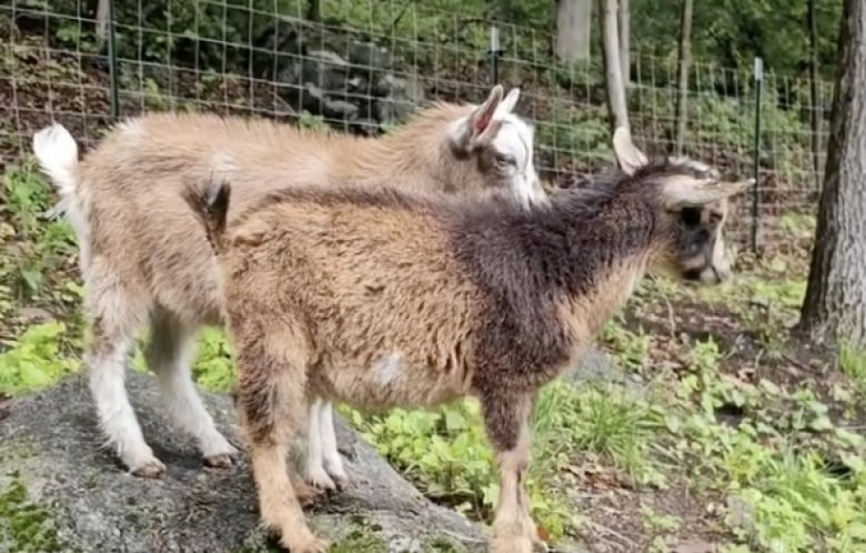 Illustration de l'article : Ce Berger Allemand curieux et charmeur ne résiste pas à l’envie de se lier d’amitié avec les nouvelles chèvres de la ferme (vidéo)