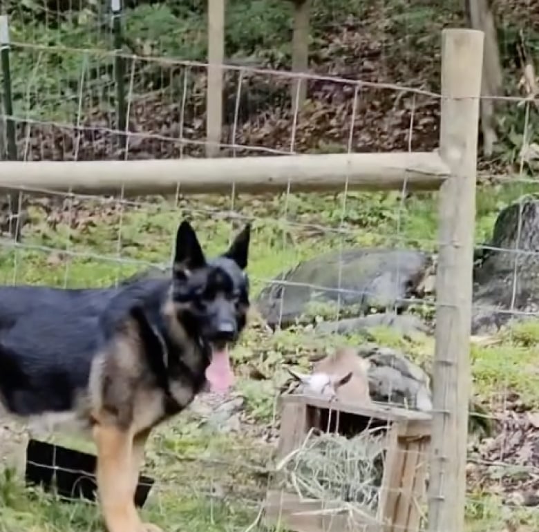 Illustration de l'article : Ce Berger Allemand curieux et charmeur ne résiste pas à l’envie de se lier d’amitié avec les nouvelles chèvres de la ferme (vidéo)