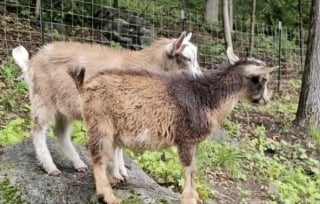Illustration de l'article : Curieux à l’égard de ses nouvelles amies chèvres, ce Berger Allemand use de son charme pour aller à leur rencontre (vidéo)