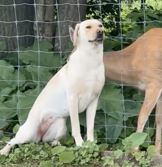 Illustration de l'article : Ce Labrador et ce cerf séparés par une clôture vivent une rencontre digne de Roméo et Juliette (vidéo)