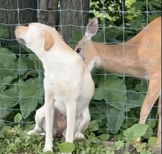 Illustration de l'article : Ce Labrador et ce cerf séparés par une clôture vivent une rencontre digne de Roméo et Juliette (vidéo)