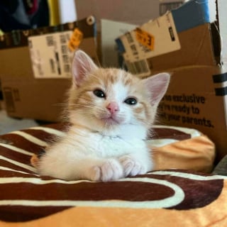 Illustration de l'article : 18 photos dévoilant toute la beauté des chats roux 