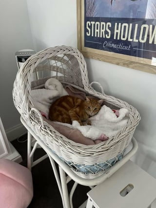 Illustration de l'article : 18 photos dévoilant toute la beauté des chats roux 