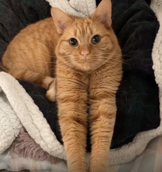 Illustration de l'article : 18 photos dévoilant toute la beauté des chats roux 
