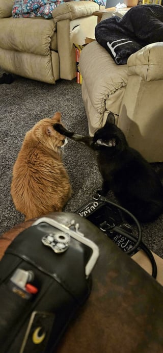 Illustration de l'article : 18 photos dévoilant toute la beauté des chats roux 