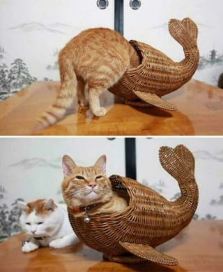 Illustration de l'article : 18 photos dévoilant toute la beauté des chats roux 