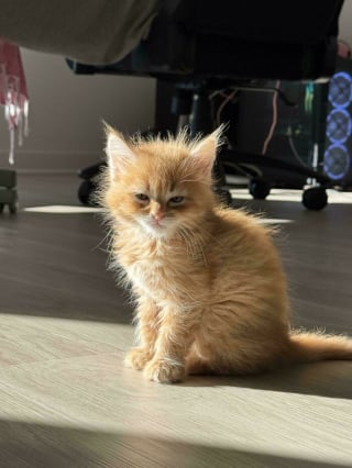 Illustration de l'article : 18 photos dévoilant toute la beauté des chats roux 