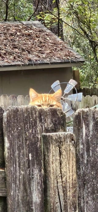 Illustration de l'article : 18 photos dévoilant toute la beauté des chats roux 