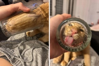 Illustration de l'article : 18 photos dévoilant toute la beauté des chats roux 