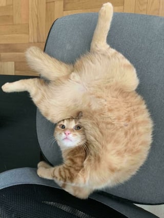 Illustration de l'article : 18 photos dévoilant toute la beauté des chats roux 