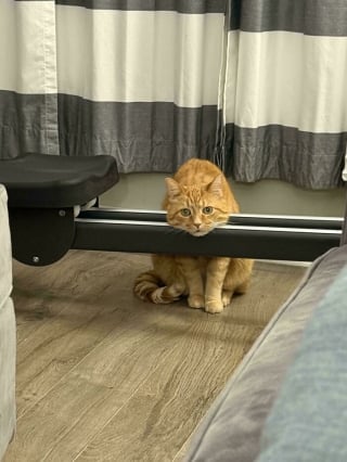 Illustration de l'article : 18 photos dévoilant toute la beauté des chats roux 