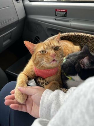Illustration de l'article : 18 photos dévoilant toute la beauté des chats roux 