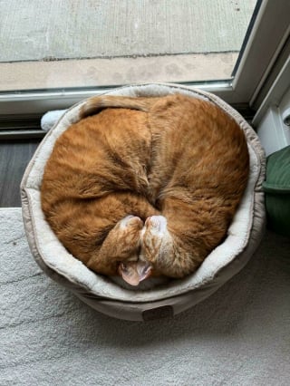 Illustration de l'article : 18 photos dévoilant toute la beauté des chats roux 