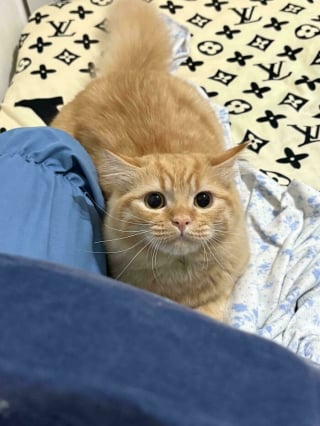 Illustration de l'article : 18 photos dévoilant toute la beauté des chats roux 