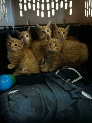 Illustration de l'article : 18 photos dévoilant toute la beauté des chats roux 