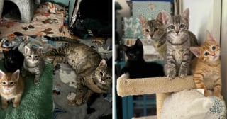 Illustration de l'article : 14 adoptions émouvantes de chats