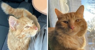 Illustration de l'article : 14 adoptions émouvantes de chats