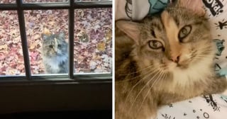 Illustration de l'article : 14 adoptions émouvantes de chats