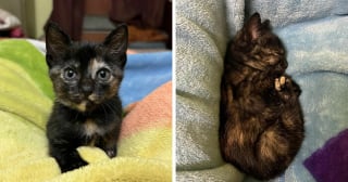 Illustration de l'article : 14 adoptions émouvantes de chats