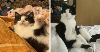 Illustration de l'article : 14 adoptions émouvantes de chats
