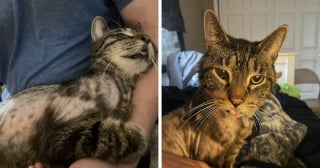 Illustration de l'article : 14 adoptions émouvantes de chats
