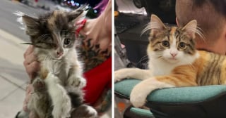 Illustration de l'article : 14 adoptions émouvantes de chats