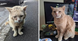 Illustration de l'article : 14 adoptions émouvantes de chats