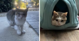 Illustration de l'article : 14 adoptions émouvantes de chats