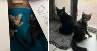 Illustration de l'article : 14 adoptions émouvantes de chats