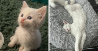 Illustration de l'article : 14 adoptions émouvantes de chats