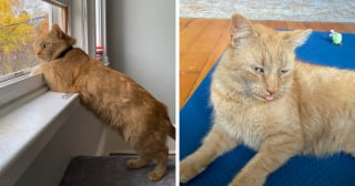 Illustration de l'article : 14 adoptions émouvantes de chats