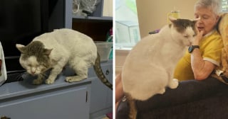Illustration de l'article : 14 adoptions émouvantes de chats