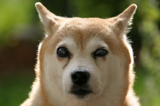 Illustration de l'article : 6 conseils pour vous aider à prendre soin de votre chien atteint de cécité