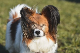 Illustration de l'article : 6 conseils pour vous aider à prendre soin de votre chien atteint de cécité