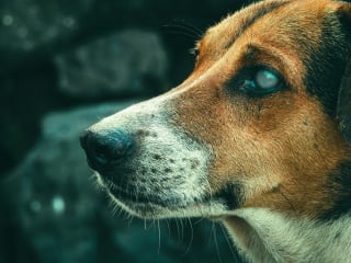 Illustration de l'article : 6 conseils pour vous aider à prendre soin de votre chien atteint de cécité