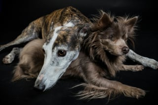 Illustration de l'article : 6 conseils pour vous aider à prendre soin de votre chien atteint de cécité