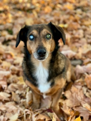 Illustration de l'article : 6 conseils pour vous aider à prendre soin de votre chien atteint de cécité
