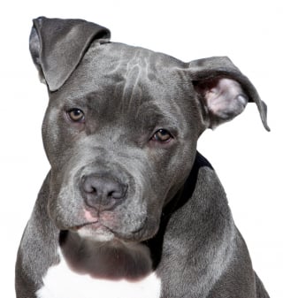 Illustration de l'article : 10 chiens qui ont réussi certains des plus beaux sauvetages