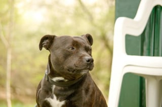 Illustration de l'article : 10 chiens qui ont réussi certains des plus beaux sauvetages