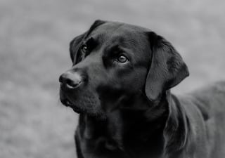 Illustration de l'article : 10 chiens qui ont réussi certains des plus beaux sauvetages