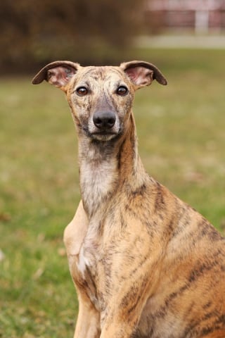 Illustration de l'article : 10 chiens qui ont réussi certains des plus beaux sauvetages