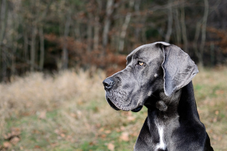 Illustration de l'article : 10 chiens qui ont réussi certains des plus beaux sauvetages