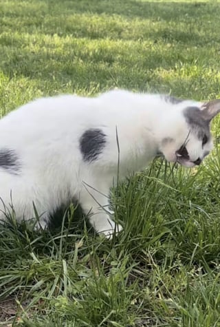 Illustration de l'article : Abandonné dans un parc, ce chat de 12 ans est sauvé par des voisins au grand cœur