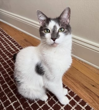 Illustration de l'article : Abandonné dans un parc, ce chat de 12 ans est sauvé par des voisins au grand cœur