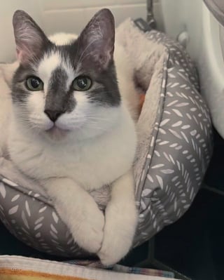Illustration de l'article : Abandonné dans un parc, ce chat de 12 ans est sauvé par des voisins au grand cœur